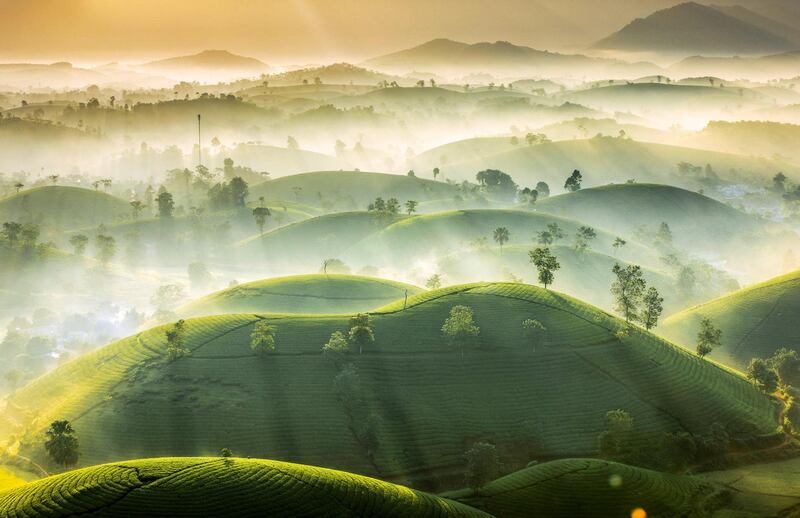 'Tea Hills', Vu Trung Huan: 'Lost in the fairy scene. Long Coc tea hill, [Vietnam] has mysterious and strange features when the sun is not yet up. Hidden in the morning mist, the green colour of tea leaves still stands out. Early in the morning, holding a cup of tea, taking a breath of fresh air, watching the gentle green stretches of green tea hills. It is true that nothing is equal! For those who love nature, like to watch the sunrise, when standing on the top of the hill, you will the most clearly feel the transition between night and day. A large green land suddenly caught in sight. When the sun is up, everything is tinged with sunlight, on the tea buds there is still glittering morning dew, a pure beauty that makes you just want to embrace everything.'