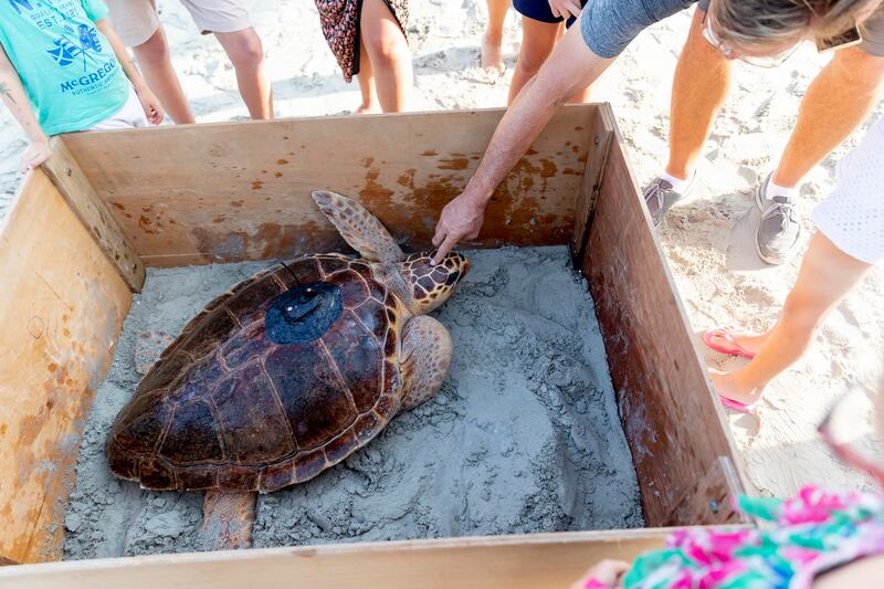 One of the sea turtles in its holding box before being released at Jumeirah Al Naseem beach.