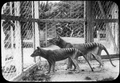 Tasmanian tigers in captivity at Beaumaris Zoo in Hobart in Tasmania in 1918. AFP