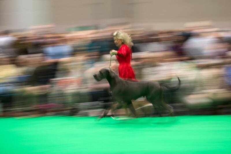 A woman runs with a Great Dane dog as it is judged on the third day of the Crufts dog show at the National Exhibition Centre in Birmingham, central England.  AFP