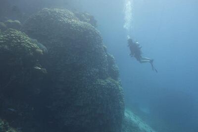 The coral size, number of rings and the presence of giant redwood trees means the colony has likely been in the site at the Red Sea for more than six centuries. Photo: Saudi Press Agency