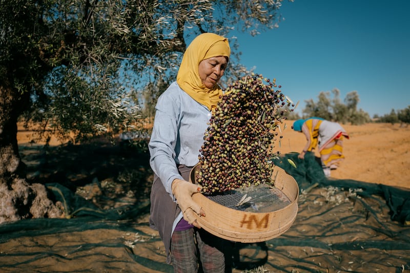 After the olives are removed from the tree, they are winnowed to remove sand and small stones. Twigs and leaves, which can cause bitterness in a finished product, are picked out by hand. Photo: Erin Clare Brown / The National