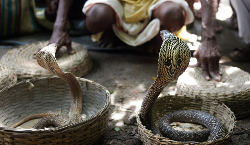 An Indian snake charmer performs with 'gokhras' - cobras - at a snake fair at Purba Bishnupur village, around 85 kms north of Kolkata on August 17, 2013. Hundreds of people queued in a remote village in eastern India over the weekend to receive blessings from metres-long and potentially deadly snakes, thought to bring them good luck.  AFP PHOTO/Dibyangshu SARKAR
 *** Local Caption ***  761208-01-08.jpg