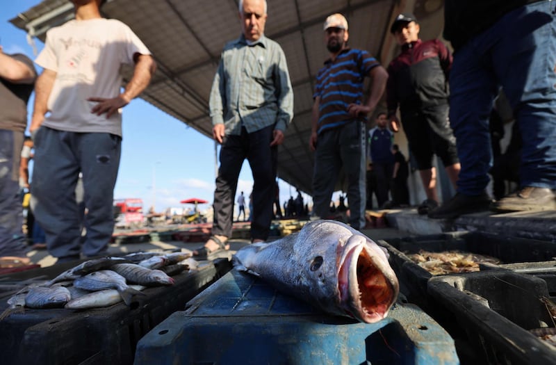 Palestinian customers examine the day's catch before it is auctioned off at Gaza City's main port. AFP