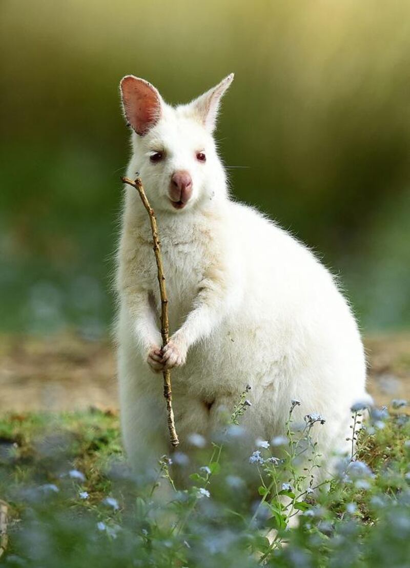 A rare white Bennett’s Wallaby (Macropus Rufogriseus) on South Bruny Island, off the south-east coast of Tasmania, Australia. Having few predators on the island, the Albino Wallabies have maintained healthy numbers, yet are one of the rarest fauna found on the island. Dave Hunt / EPA