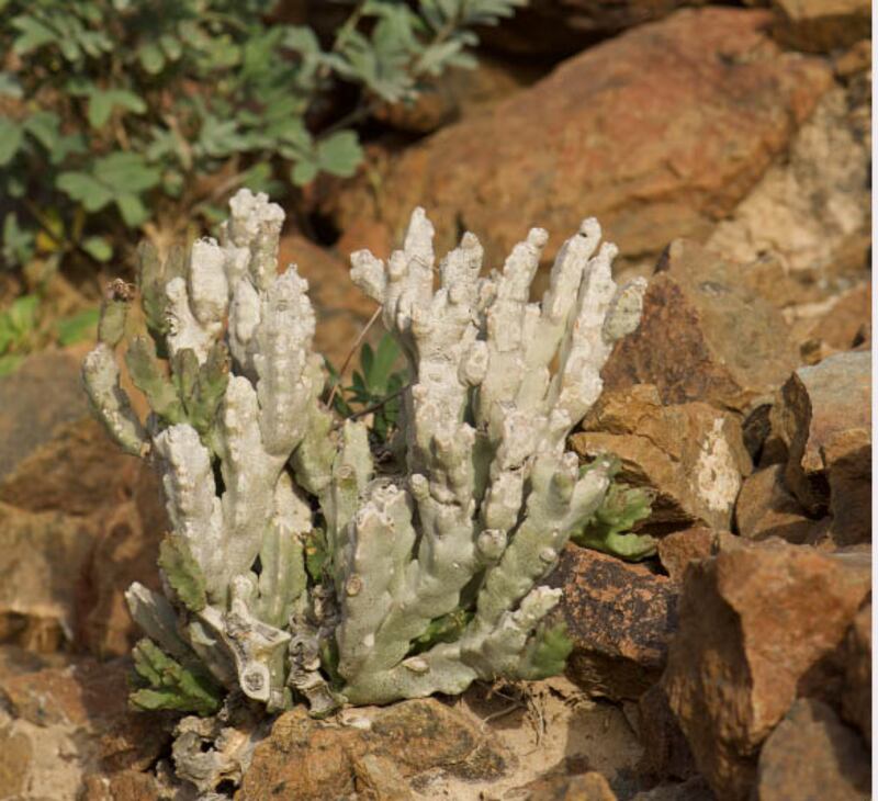 The Gems of the Hills plant (Desmidorchis arabica). Photo: Balazs Buzas