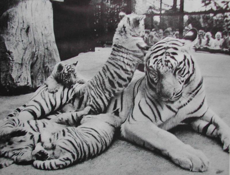 Three white tiger cubs born in 1969.