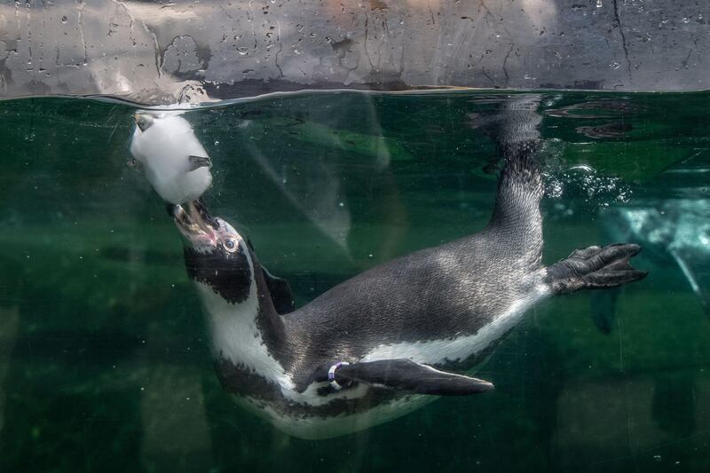 A Humboldt penguin keeps cool with a seafood-flavoured frozen treat at the Paris Zoological Park.  AFP