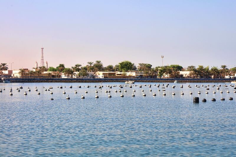 Bunches of oysters in nets are suspended in the sea to grow pearls at Al Suwaidi Pearl Farm in Ras Al Khaimah. Courtesy Ministry of Climate Change and Environment