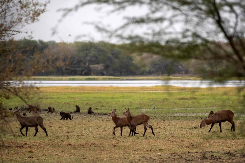 Young waterbucks at Dinder National Park, a protected area 480 kilometres from Sudan's capital Khartoum. AFP