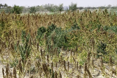 Quinoa, growing here in Al Dhaid, Sharjah, is considered a hearty supergrain that can feed the planet. Jaime Puebla / The National