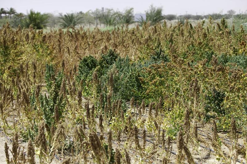 Quinoa, growing here in Al Dhaid, Sharjah, is considered a hearty supergrain that can feed the planet. Jaime Puebla / The National