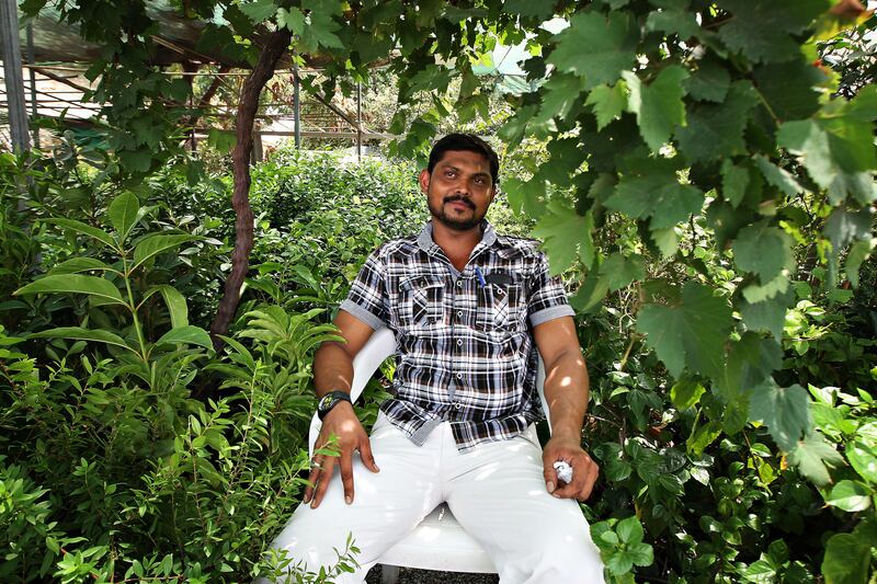 SHARJAH, UNITED ARAB EMIRATES Ð July 28: Abdul Sherif from Kumbakonam in Tamil Nadu in India working as a sales manager at the Rahma Al Aouise Nursery near fish market in Sharjah. He came to UAE 10 years back. He loves sitting under the grape plant which is on display for the customer to tell that they are selling grapes plant also. His shift starts from 8am to 10pm. (Pawan Singh / The National) For News. A Week In Feature
