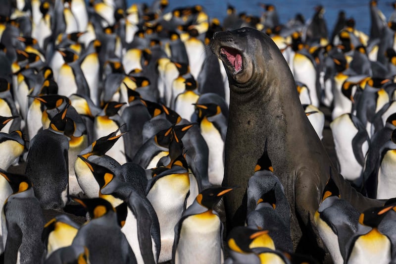 An elephant seal surrounded by penguins on Desolation, one of the Crozet Islands in the southern Indian Ocean