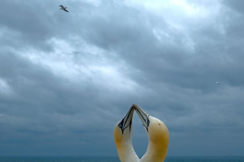A picture shows gannets on a cliff on the German northern island Helgoland. AFP