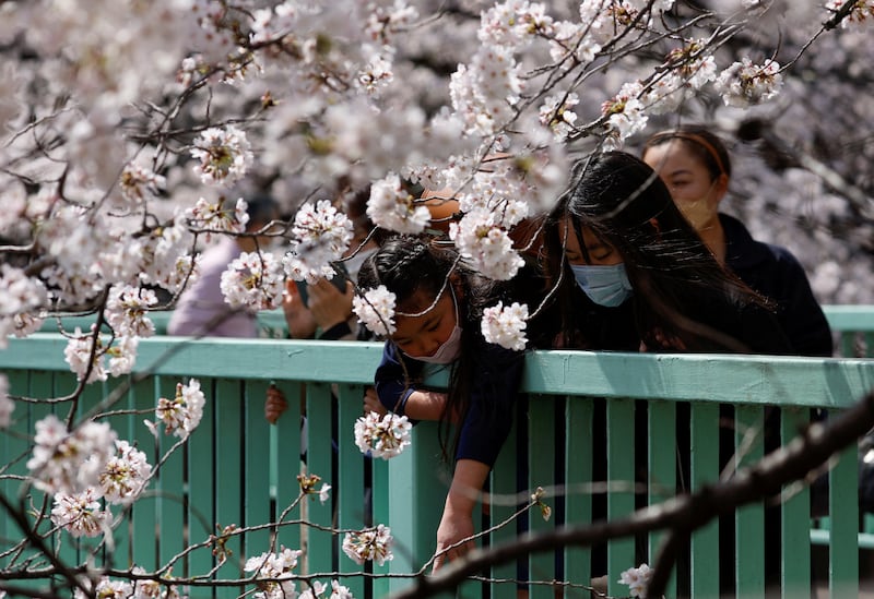 Cherry blossoms in Japan often bloom between late March and mid-April. Reuters