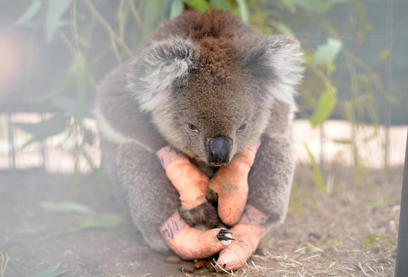 An injured koala sits at the Kangaroo Island Wildlife Park, at the Wildlife Emergency Response Centre in Parndana, Kangaroo Island, Australia. Reuters