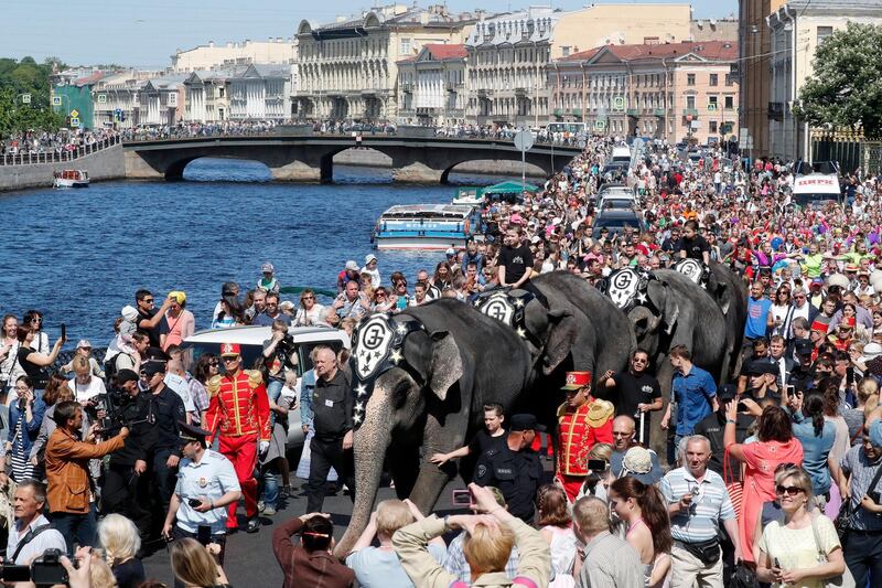 Four elephants from the St. Petersburg circus take part in the parade during the celebration the 315 anniversary of St. Petersburg, Russia. Anatoly Maltsev / EPA