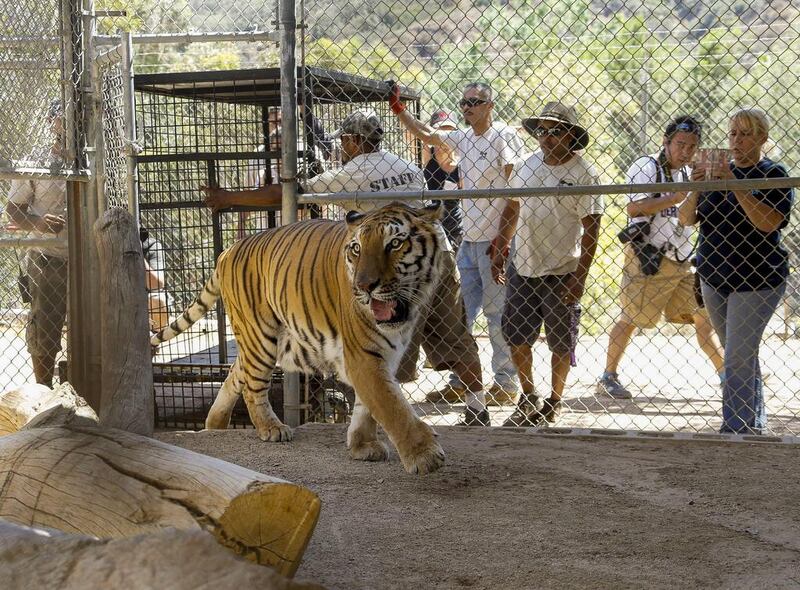 Wildlife Waystation staff members return Tyson, a tiger, who was evacuated from the sanctuary in the Angeles National Forest in the Sylmar area of Los Angeles because of wildfie. Nick Ut / AP Photo