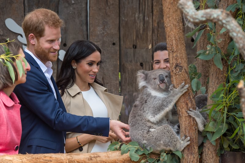 Prince Harry and Meghan meet a koala during a visit to Taronga Zoo in October 2018 in Sydney, Australia. Getty