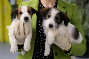 Undated file photo of puppies. Dog owners expect to spend around £100 on average on gifts for their pets this Christmas, despite more than half (54%) being worried about the cost of presents this year, according to a charity. More than a third (36%) of dog owners said they will cut back on the number of people on their Christmas shopping list. Issue date: Wednesday November 16, 2022.