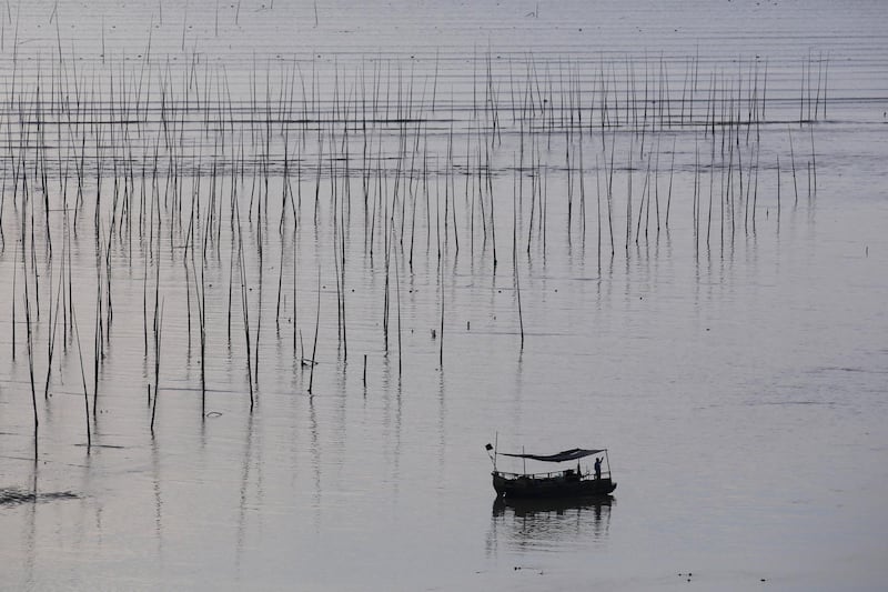 A seaweed farmer, sails his boat alongside bamboo canes near Ningde, Fujian province, China. Luke MacGregor / Bloomberg