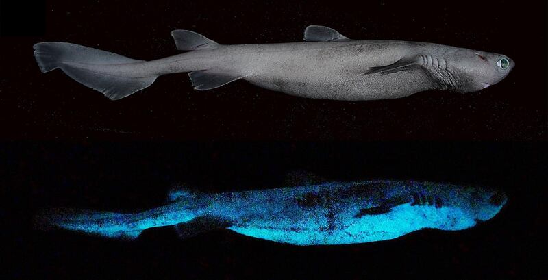 Daylight view (top) and luminescent pattern of the kitefin shark. Courtesy Mallefet, Stevens and Duchatelet