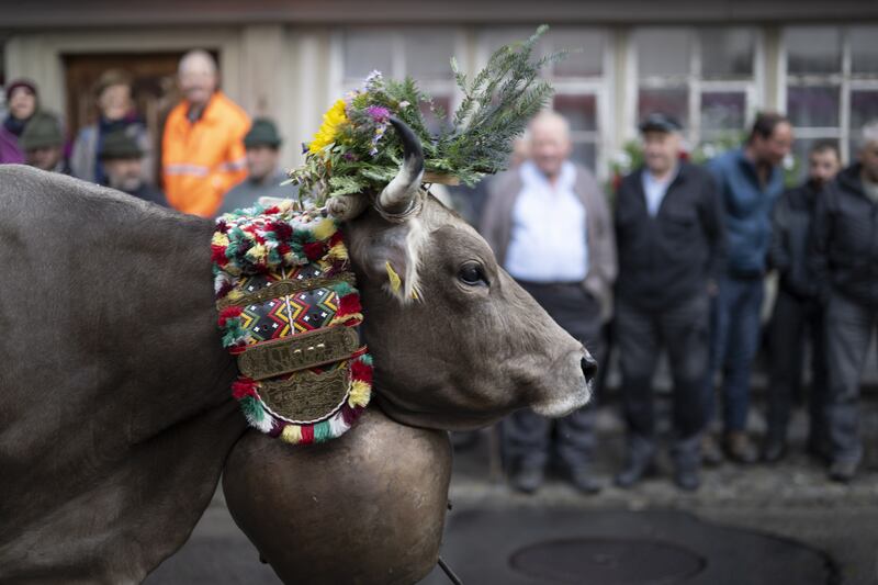 A cow carrying a bell and wearing autumn flowers walks past spectators at the traditional cattle show in Schwellbrunn, Switzerland.  EPA 