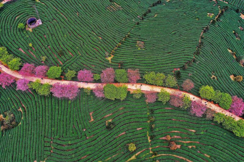 An aerial view of a tea field in Zhangping in China's eastern Fujian province. AFP
