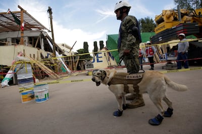 Famed rescue dog Frida and her handler work after an earthquake hit Mexico City in September 2017. Reuters
