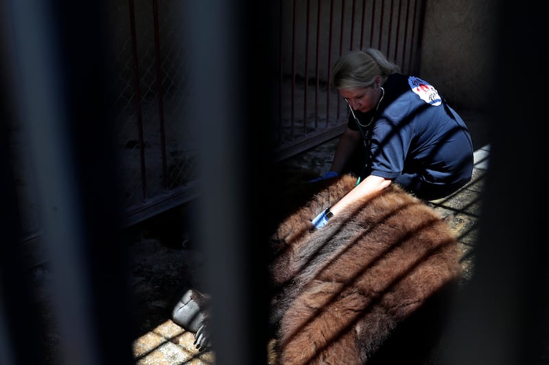 Dr Marina Ivanova, a vet, checks a Syrian brown bear under anaesthesia at a zoo in Tyre, Lebanon. Two bears, including this one, which had been held in small cement cages for more than a decade, were rescued from a private zoo and will be flown to the US. There they will be released into the wild.