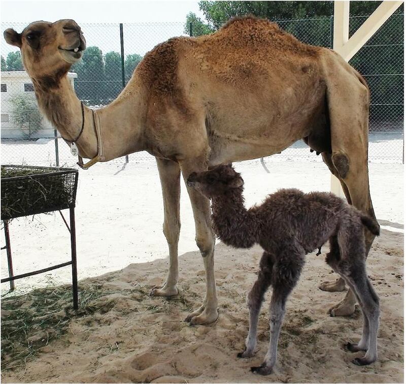 Cosy the first cloned Bactrian camel came from a surrogate dromedary mother at the Nad Al Sheba facility. Courtesy PLOS One