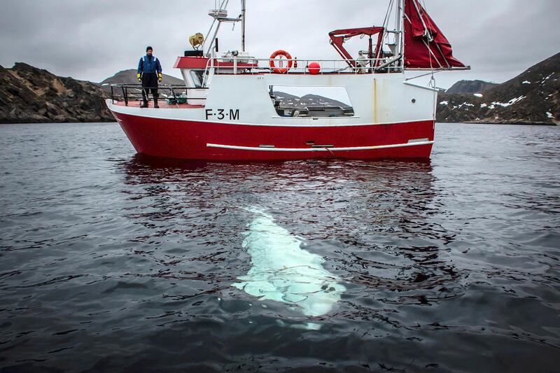 The beluga whale was discovered by fishermen off the coast of northern Norway, close to a fishing village of Inga, Norway. Norwegian marine experts believe that the whale, wearing a harness reading 'Equipment of St Petersburg, was allegedly trained by Russian Navy to be used for special operations.  EPA