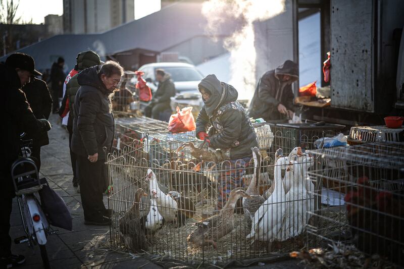 A livestock vendor at a market in Shenyang, in north-east China's Liaoning province. AFP
