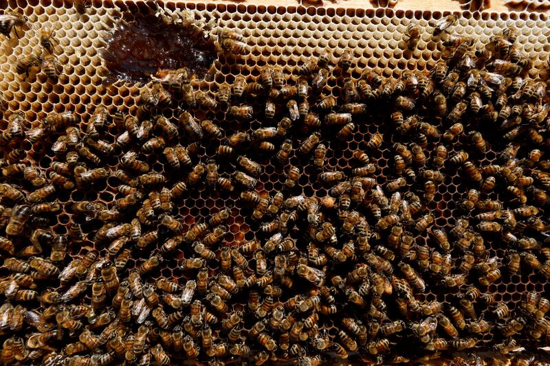 Najaf's bees are in trouble because of climate change