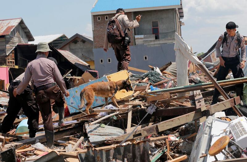 A police K9 unit continues to search for victims in the wreckage in Palu. AP Photo