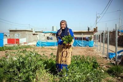 Women are working on their raised-bed gardens, which are part of the Liberation Garden, founded by the Lemon Tree Trust Foundation.

Domiz refugee camp in northern Iraq is established in 2012 and provides shelter for primarily Syrian Kurds. Since 2015 the British NGO the Lemon Tree Trust supports the development of urban agriculture and greening innovation for refugees and displaced people and promoting food production well-being and community. With the refugee community in camp Domiz The Lemon Tree Trust organises a community garden and supports gardening around the shelters.  ©2018 Photo by Dirk-Jan Visser