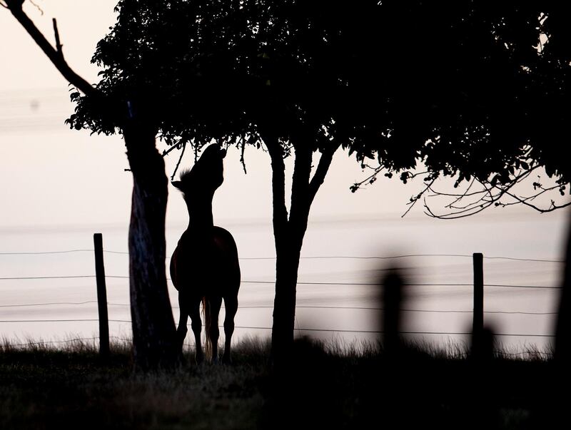 A horse picks leaves from a tree in its paddock in Frankfurt, Germany.  AP