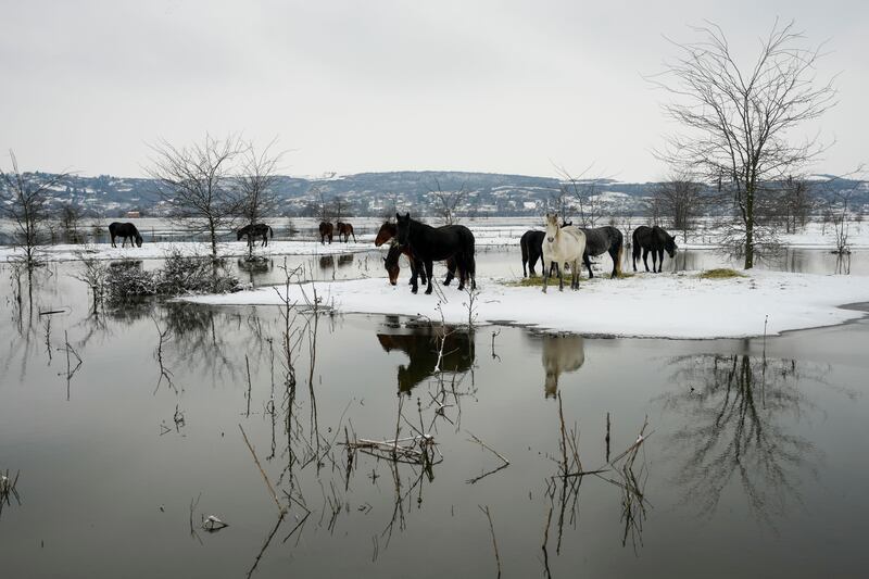Horses feed on a flooded river island on the Danube near Belgrade. AP