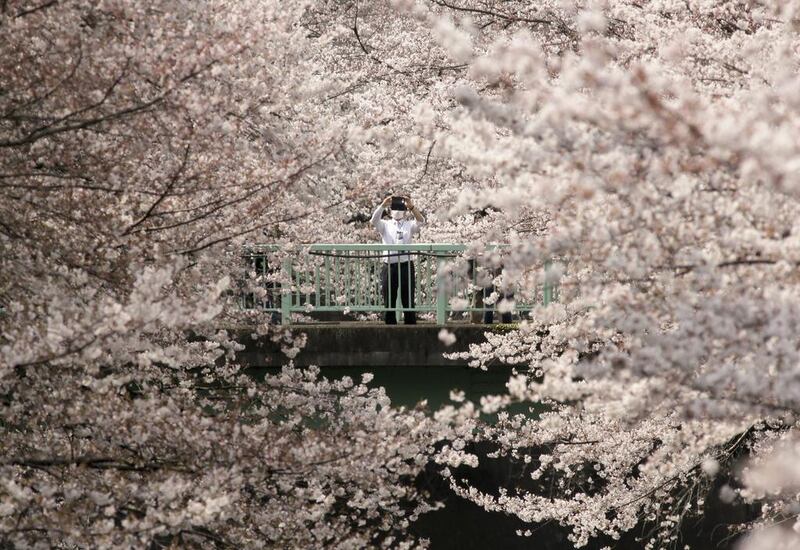 A businessman takes photos of cherry blossoms in full bloom along a river in Tokyo. Kimimasa Mayama / EPA