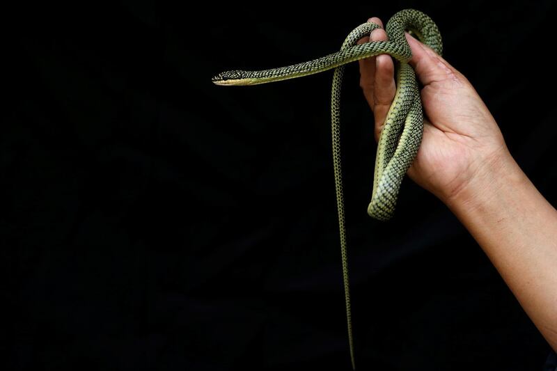 Pukpinyo shows an ornate gliding snake which he caught.