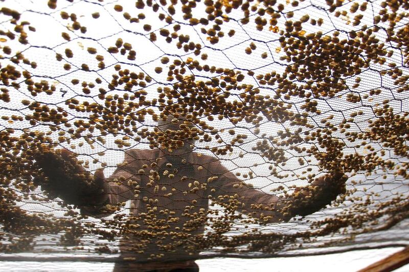 A farmer dries coffee beans at a factory in Kienjege. Farmers are diversifying into other cash crops such as banana and maize. Thomas Mukoya / Reuters