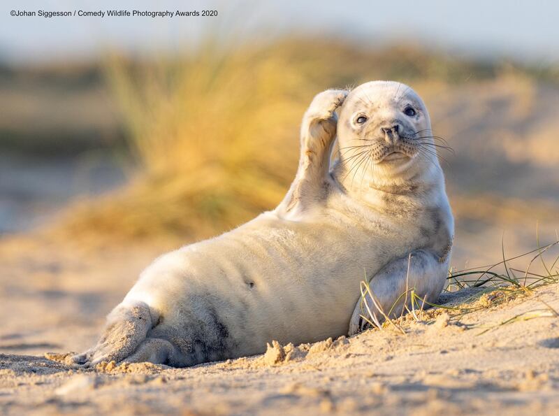 'Confused': This seal, spotted in the UK, is quite the camera hog. Johan Siggesson / Comedy Wildlife Photo Awards 2020