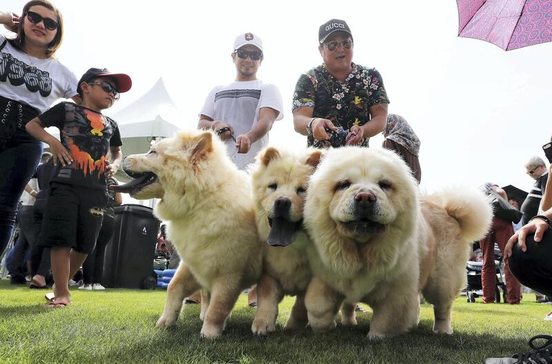 ABU DHABI , UNITED ARAB EMIRATES , APRIL 13   – 2018 :- People with their pets during the pet festival held at DU arena on Yas Island in Abu Dhabi. ( Pawan Singh / The National ) For News