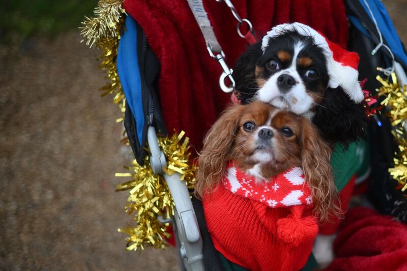Dogs wait for Britain's royal family before the Christmas Day service at St Mary Magdalene Church in Sandringham. AFP