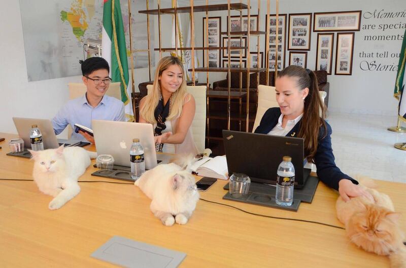 Jannah Hotels and Resorts in Abu Dhabi have hired eight office cats to help their employees unwind and de-stress. Courtesy Iris Media