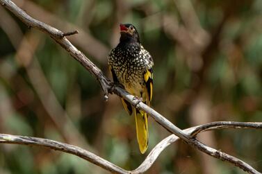 This 2016 photo provided by Murray Chambers shows a male regent honeyeater bird in Capertee Valley in New South Wales, Australia. AP