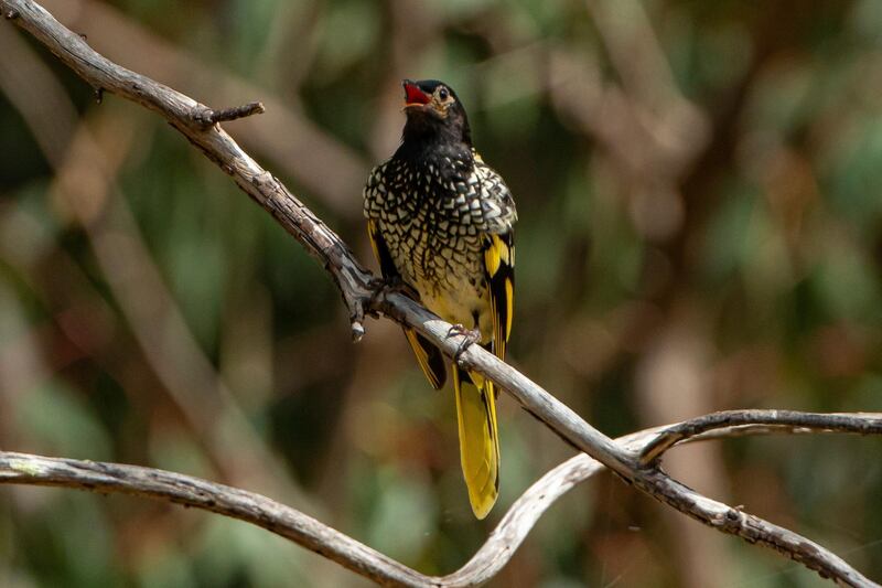 This 2016 photo provided by Murray Chambers shows a male regent honeyeater bird in Capertee Valley in New South Wales, Australia. The distinctive black and yellow birds were once common across Australia, but habitat loss since the 1950s has shrunk their population to only about 300 wild birds today. (Murray Chambers via AP)
