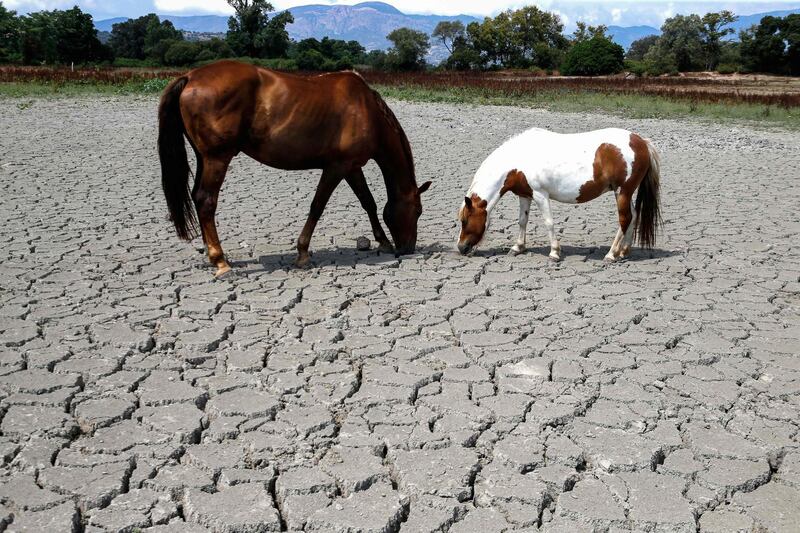 Horses look for grass to graze on dried up land near Bastelicaccia on the French Mediterranean island of Corsica.  AFP