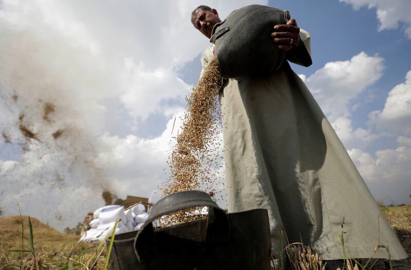 Farmer Ezzat Mostafa, 62, winnows rice in a field in Qaha,  north of Cairo, Egypt. All photos: Reuters